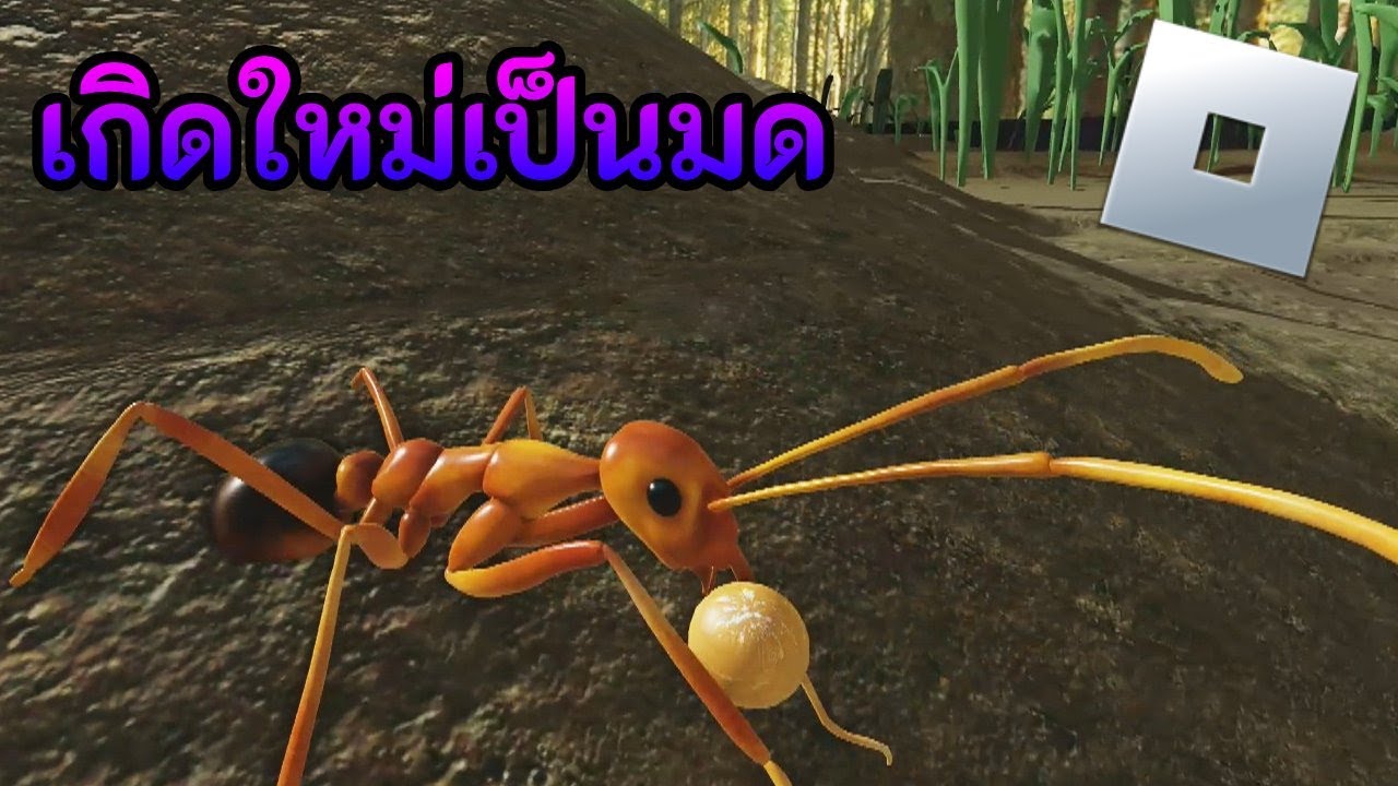 Roblox Ant Life [BROODMOTHER] - ชีวิตมด - YouTube