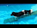 Handige zwembad loopplank voor de hond om lekker te zwemmen