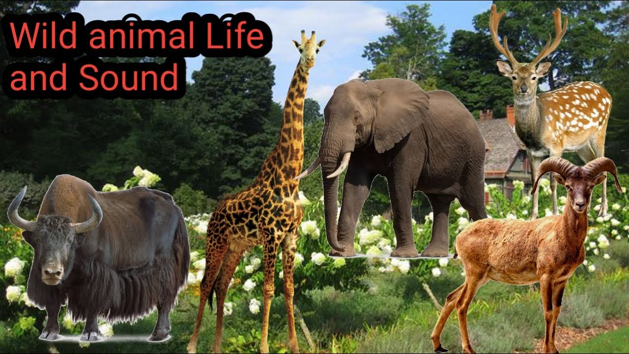 animal sounds list | animal sounds google | wild animal sounds | animal ...
