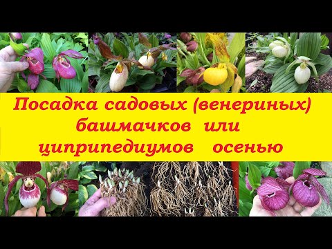 Посадка садовых (венериных) башмачков или циприпедиумов осенью