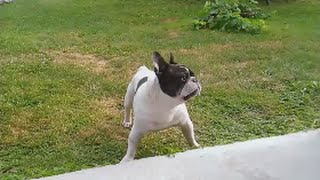 French bulldog barking tutorial :) by mbeslic 107,021 views 8 years ago 2 minutes, 56 seconds