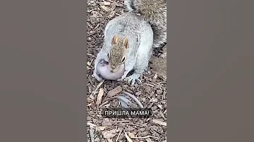 Срочно! Бельчонок выпал из гнезда