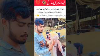 Goat Crying While Hugging Its Owner 🥺🐐#new #shortsfeed #shortvideo #viralreels