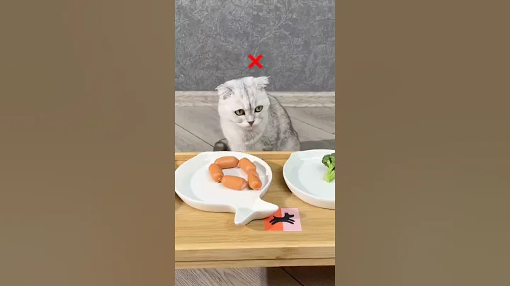 Video 11747751: kitten kitty pets meow, pet cat kitten kitty, kitty cat lover pets, cute cats best funny