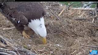 Second Chance... How's it Going? (SAFE  NonGraphic!)   NCTC Eagles Nest of Bella & Scout (4/11)