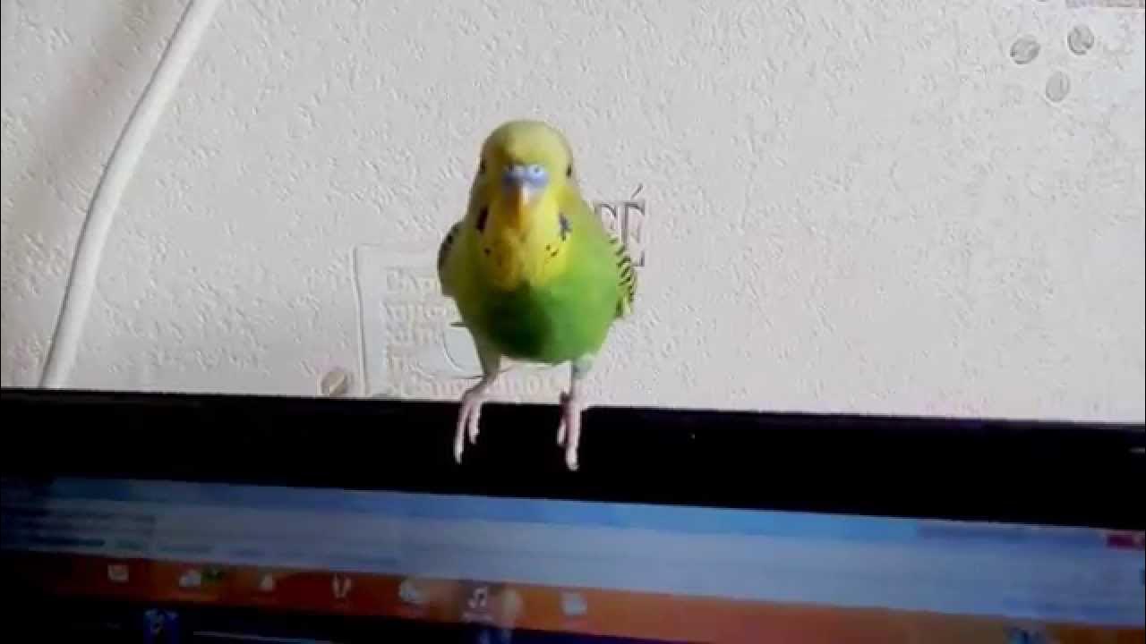 Попугай танцует лезгинку видео. Попугай алиса. Cmd попугай танцует. Cmd попугай танцует. Попугай корелла танцует.
