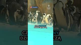 Niemieckie siano zamiast polskiego w warszawskim ZOO? Prawica grzmi
