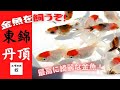 【東錦・丹頂】今年最高の金魚を購入しました！金魚動画のスタートです！【金魚飼育】【メダカの奴】