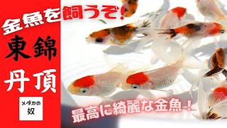 【東錦・丹頂】今年最高の金魚を購入しました！金魚動画のスタートです！【金魚飼育】【メダカの奴】