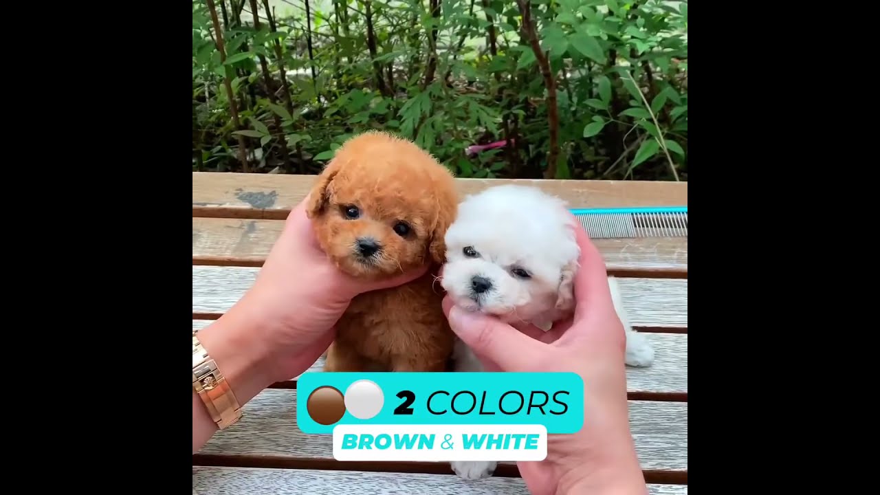 This Robot Puppy Is So Cute And Realistic 
