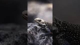 Explore the hidden world of reptiles through my lens.Follow my journey on Instagram@Ride_clickrepeat