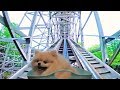 初めてのジェットコースター【ポメラニアン犬モチ】