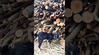 ছাগলের বাচ্চা #goat #goatfarming #goatsimulator #gatos