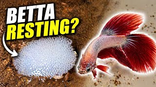 Don’t feed your fish this🥰 🚫😳 #fishcare #shorts🥰