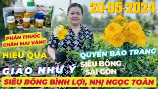 CHỊ THANH TRÀ Giao Lưu Mai Vàng Giá Rẻ, Siêu Bông Bình Lợi Giảo Như Ý Nhị Ngọc Toàn • THÀNH TRỌNG LÊ