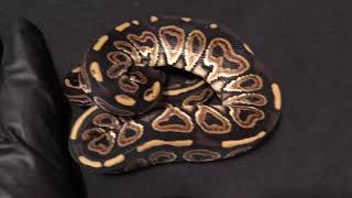 Ball Python Hatchling Male Huffman Het Red Axanthic 5/9/21