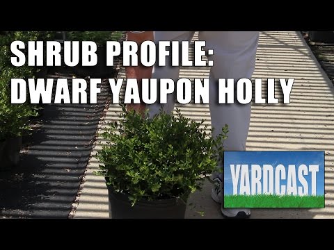 Video: Informacije o Yaupon Holly - Kako se brinuti za Yaupon Holly grm