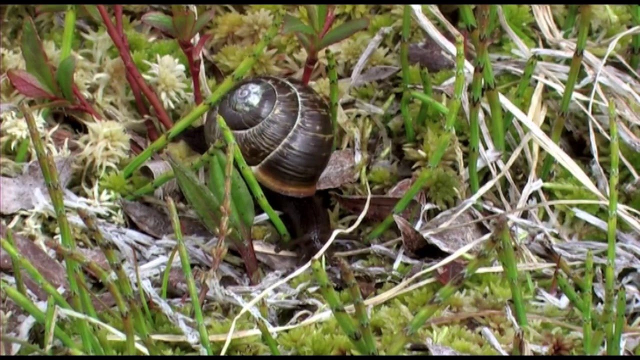 Krattsnegl Tinnhølen Hardanger 2008 Arianta arbustorum Fläcklundsnäcka
