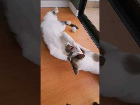 Video: ¿Por qué a mi gato no le gusta la hierba gatera?