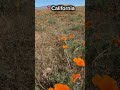 Its that time of the year, when everything is covered in poppy blossoms #travel