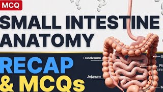 Small Intestine Anatomy Short Review & MCQs GIT module (Part 8)