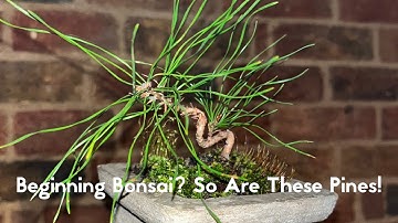 Removing Wire From Pine Bonsai Starter The First Steps! Revealing Movement! + Cement Pot #bonsai