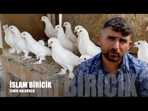 ''Çok Aşağı Gelen Kuşun Sonu İyi Olmaz'' Taklacı Güvercin Sohbeti İslam Biricik