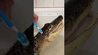 Touch gators. #funny #livestreams