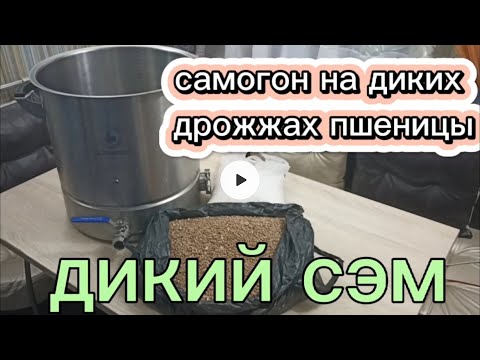 Самогон на диких дрожжах пшеницы. ДИКИЙ СЭМ.