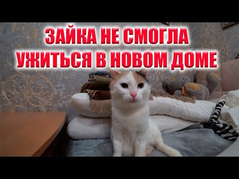 ЗАБИРАЕМ ЗАЙКУ НАЗАД! ОНА НЕ УЖИВАЕТСЯ С ДРУГИМИ ЖИВОТНЫМИ! ЕЙ НУЖЕН СВОЙ ЧЕЛОВЕК!!!