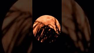 WhatsApp status | full moon
