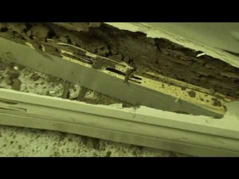 removal of fallopian tube Live Termites
