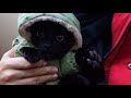 [다홍VLOG] 검은고양이 다홍이랑 눈구경하기☃️Watching the snow with the blackcat DAHONG (한번 보면 계속 돌려보는 자신을 발견하게됩니다...)