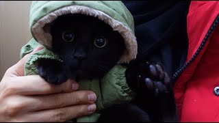 [천재묘다홍] 검은고양이 다홍이랑 눈구경하기☃️Watching the snow with the blackcat DAHONG (한번 보면 계속 돌려보는 자신을 발견하게됩니다...)