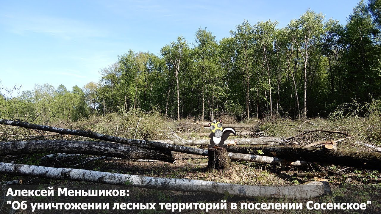 Алексей Меньшиков: \"Об уничтожении лесных территорий в поселении ...