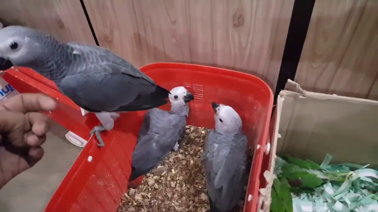 BIRD ZONE KARACHI Gray parrot local breed self feed chicks YouTube