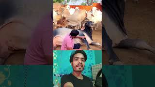 Bull massage 😎❤️ Sigma rule | inspirational quotes | motivational quotes #shorts #motivational