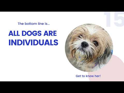 วีดีโอ: Breed ID เป็นประโยชน์สำหรับ Shelter Dogs