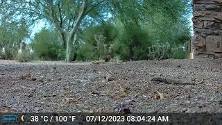 Sonoran Spotted Whiptail Lizard - Mark Storto Nature Clips