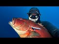 EVERY CORAL TROUT SPECIES IN THE WORLD - Spearfishing Fish in Focus