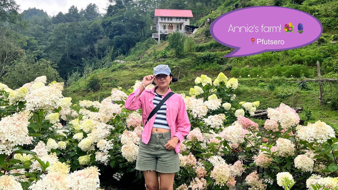 🪻Hydrangeas in full bloom at Annie’s farm- Instagram’s viral flower 💐 garden. 📍Pfutsero, Phek. 🪻