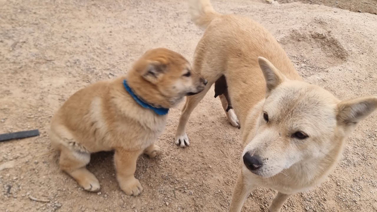 강아지 만세 입양 가는날