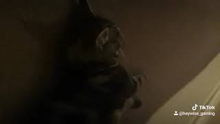 Heywise Gettin Feisty