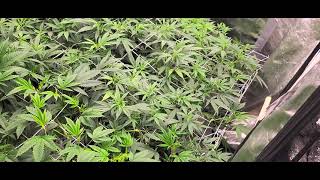 Scrog Update and Recovery