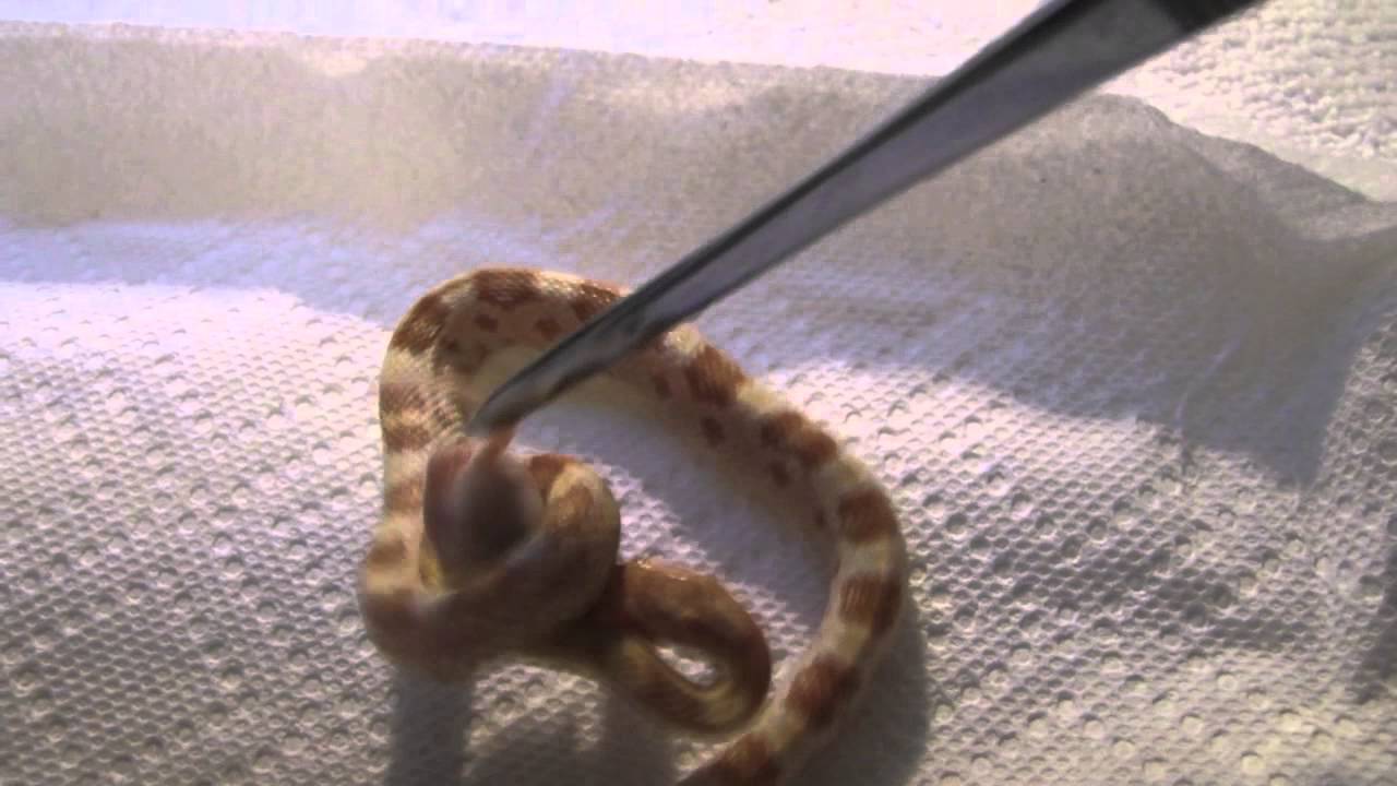 geckos for sale Snake feeding vid