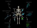 types of joints