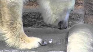 ピリカガム