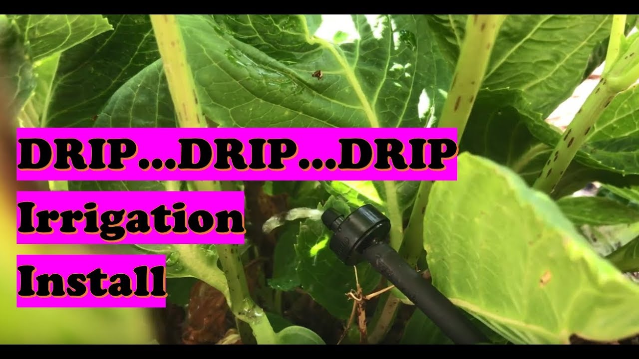 Flowers Drip Irrigation Tutorial Quick Drip Irrigation Setup Steps