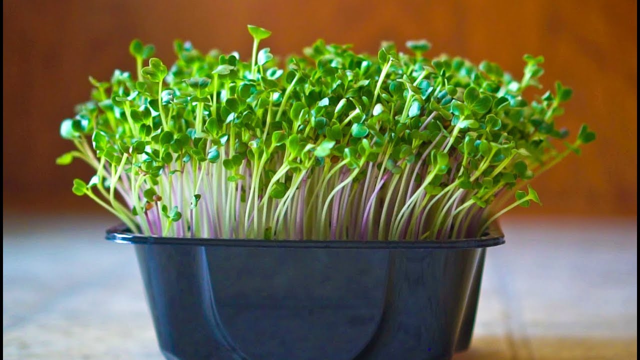 How to Grow Radish Sprouts?  