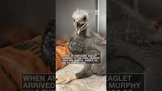 Bald eagle becomes a dad | #shorts #newvideo #subscribe #youtube